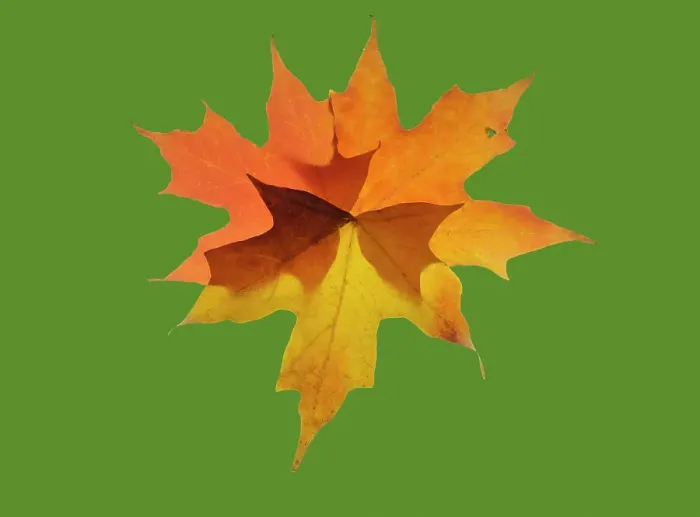 Framed Print : USA, Washington State. Autumn colored maple leaves still-life with green background