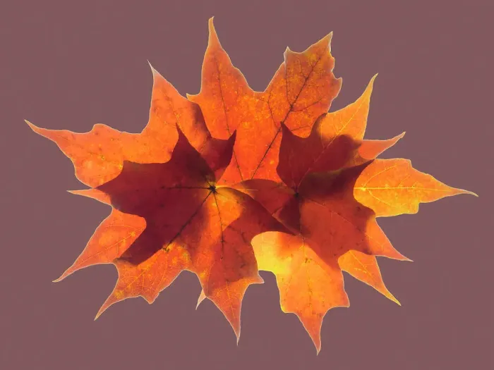 Framed Print : USA, Washington State. Autumn colored maple leaves still-life with rose colored background
