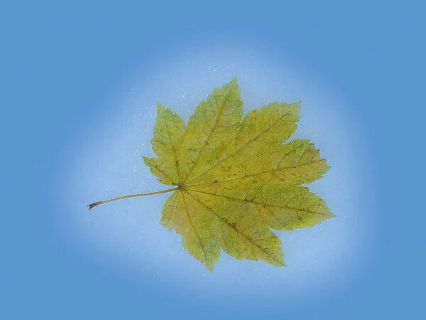 USA, Washington State. Autumn Maple leaf still-life on blue background