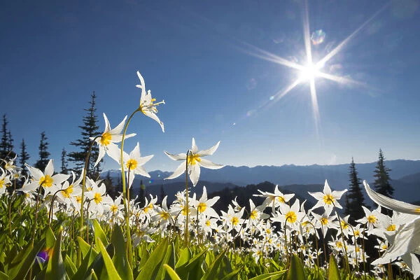 USA, Washington State. Avalanche Lilies (Erythronium montanum