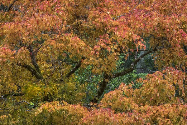 USA, Washington State, Bainbridge Island. Japanese maple tree in autumn. Credit as
