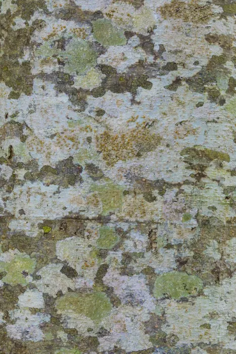 Framed Print : USA, Washington State, Bainbridge Island. Lichens on alder tree trunk. Credit as