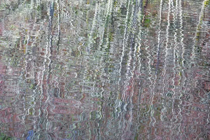 Framed Print : USA, Washington State, Bainbridge Island. Reflection of alder trees on pond. Credit as