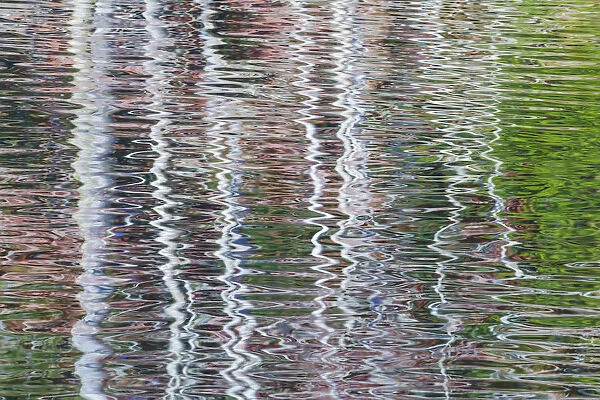 USA, Washington State, Bainbridge Island. Reflection of alder trees on pond. Credit as