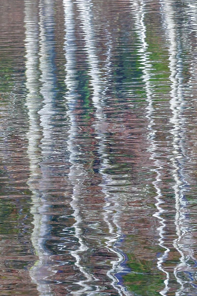 USA, Washington State, Bainbridge Island. Reflection of alder trees on pond. Credit as