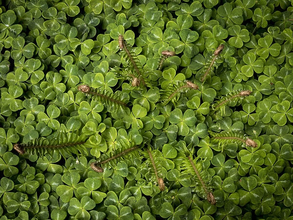 USA, Washington State, Bainbridge Island. Sword fern and oxalis plant. Credit as
