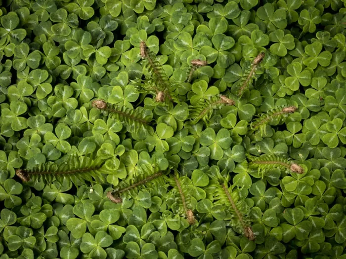 Framed Print : USA, Washington State, Bainbridge Island. Sword fern and oxalis plant. Credit as Framed Print : USA, Washington State, Bainbridge Island. Sword fern and oxalis plant. Credit as