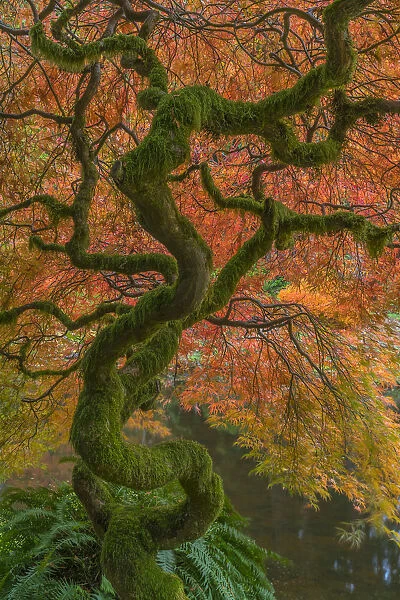 USA, Washington State, Bainbridge Island. Japanese maple tree in fall. Credit as