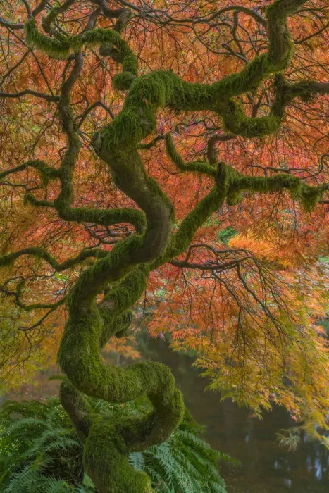 Framed Print : USA, Washington State, Bainbridge Island. Japanese maple tree in fall. Credit as Framed Print : USA, Washington State, Bainbridge Island. Japanese maple tree in fall. Credit as