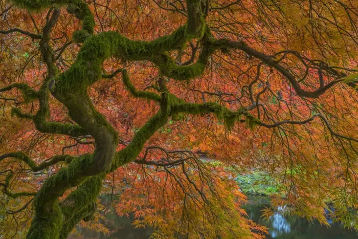 Framed Print : USA, Washington State, Bainbridge Island. Japanese maple tree in fall. Credit as Framed Print : USA, Washington State, Bainbridge Island. Japanese maple tree in fall. Credit as