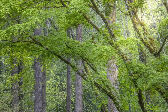 Framed Print : USA, Washington State, Bainbridge Island. Maple and Douglas fir trees in forest Framed Print : USA, Washington State, Bainbridge Island. Maple and Douglas fir trees in forest