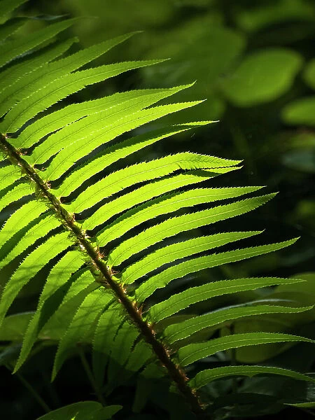 Usa, Washington State, Bainbridge Island. Backlit Western sword fern frond glowing in sunlight