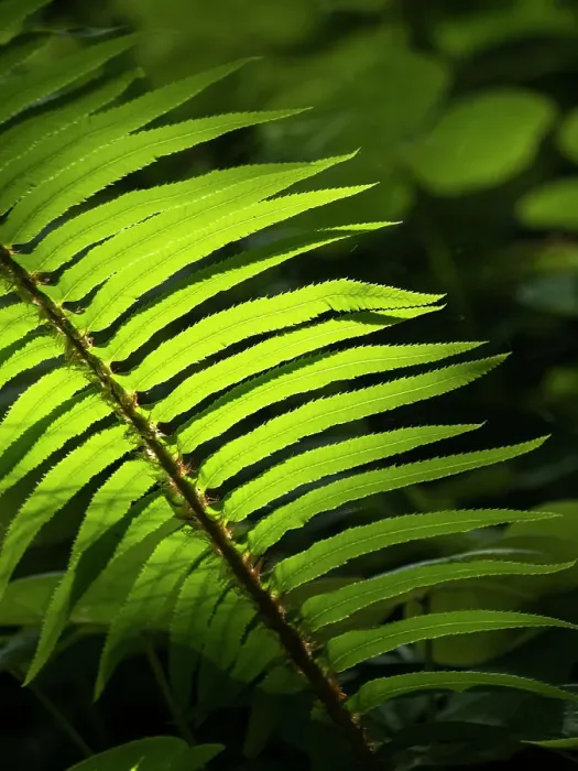 Framed Print : Usa, Washington State, Bainbridge Island. Backlit Western sword fern frond glowing in sunlight Framed Print : Usa, Washington State, Bainbridge Island. Backlit Western sword fern frond glowing in sunlight