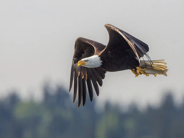USA, Washington State. Bald Eagle (Haliaeetus leucocephalus) in flight with fish