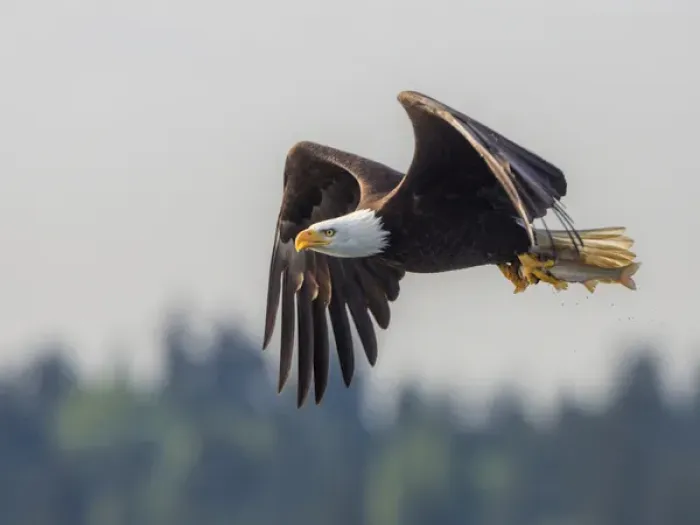Framed Print : USA, Washington State. Bald Eagle (Haliaeetus leucocephalus) in flight with fish Framed Print : USA, Washington State. Bald Eagle (Haliaeetus leucocephalus) in flight with fish