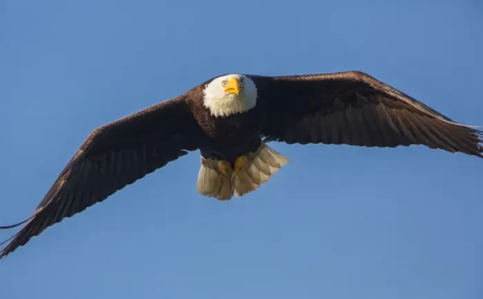 Framed Print : USA, Washington State. Bald Eagle (Haliaeetus leucocephalus) in flight over Lake Sammamish Framed Print : USA, Washington State. Bald Eagle (Haliaeetus leucocephalus) in flight over Lake Sammamish