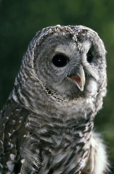 USA, Washington State. Barred Owl (Strix varia)