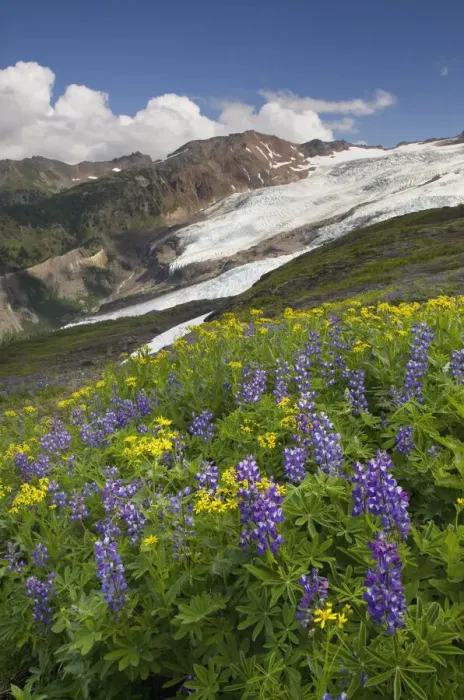 Framed Print : USA, Washington State. Bastille Ridge and Coleman Glacier from Meadows of Heliotrope