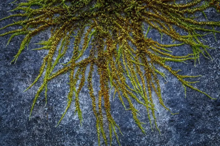 Framed Print : USA, Washington State, Beacon Rock State Park. Moss and lichens growing on concrete bridge