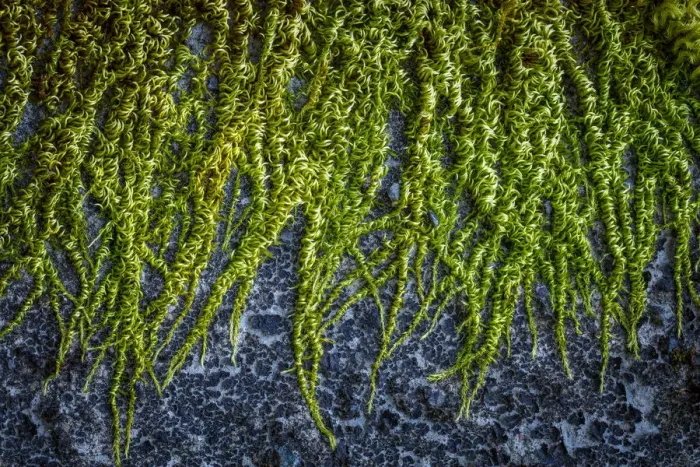 Framed Print : USA, Washington State, Beacon Rock State Park. Moss and lichens growing on concrete bridge