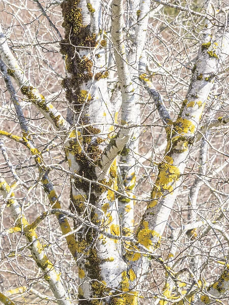 USA, Washington State, Bellevue, Birch tree with lichen early spring