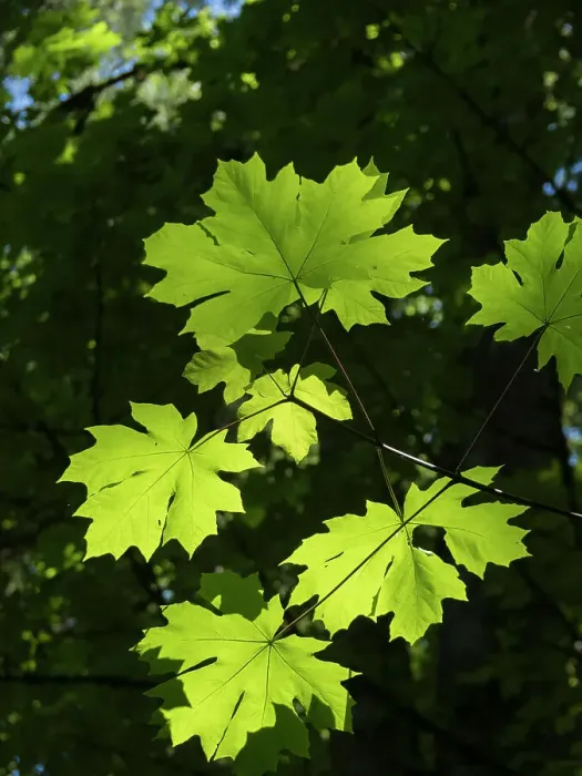 Framed Print : Usa, Washington State, Bellevue. Backlit glowing leaves of Bigleaf maple tree in sunlight Framed Print : Usa, Washington State, Bellevue. Backlit glowing leaves of Bigleaf maple tree in sunlight