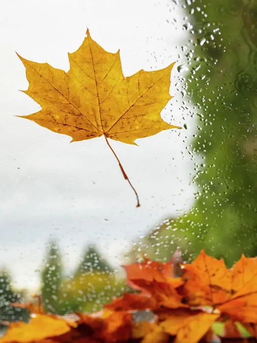 Framed Print : Usa, Washington State, Bellevue. Orange Norway maple leaf on car windshield with rain drops