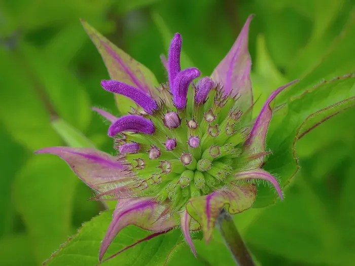 Framed Print : Usa, Washington State, Bellevue. Pink bergamot flower, also known as bee balm close-up Framed Print : Usa, Washington State, Bellevue. Pink bergamot flower, also known as bee balm close-up