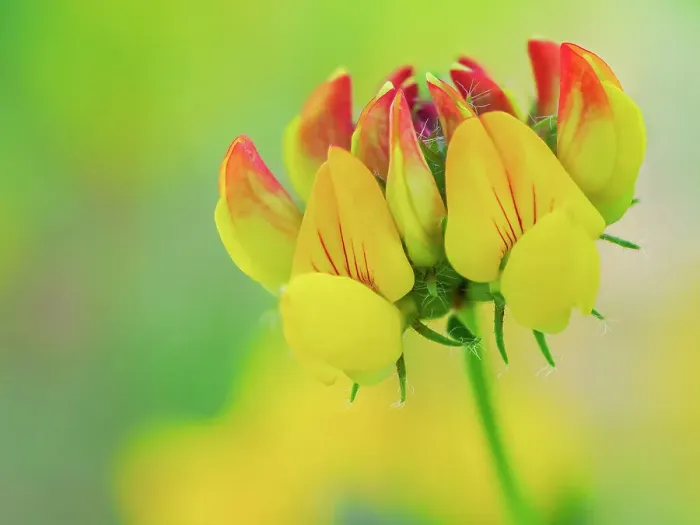Framed Print : Usa, Washington State, Bellevue. Yellow and orange flower of Bird's Foot Trefoil close-up