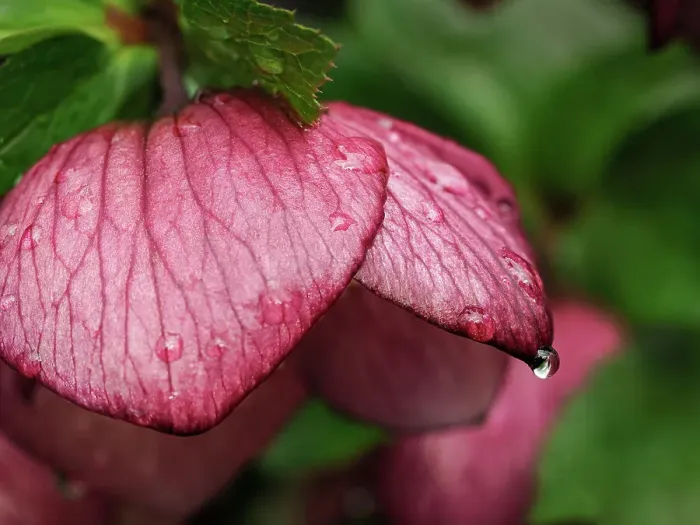 Framed Print : Usa, Washington State, Bellevue. Bellevue Botanical Garden, magenta Lenten rose hellebore flower with raindrops Framed Print : Usa, Washington State, Bellevue. Bellevue Botanical Garden, magenta Lenten rose hellebore flower with raindrops