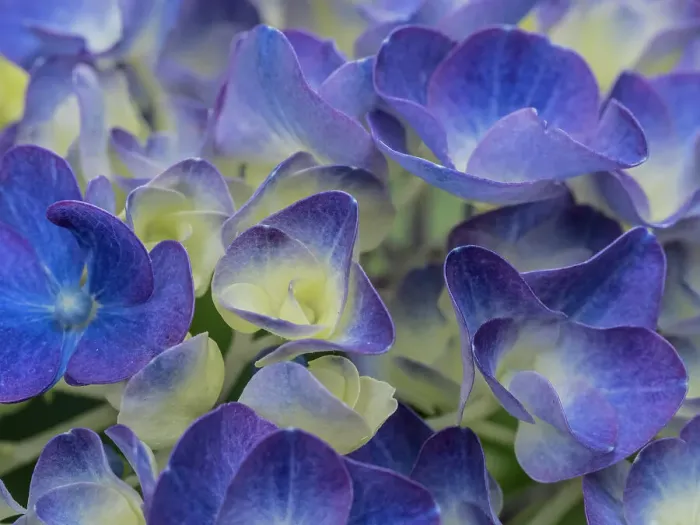 Framed Print : Usa, Washington State, Bellevue. Blue and white Bigleaf hydrangea flower