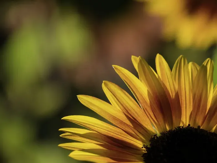 Framed Print : Usa, Washington State, Bellevue. Backlit common sunflower