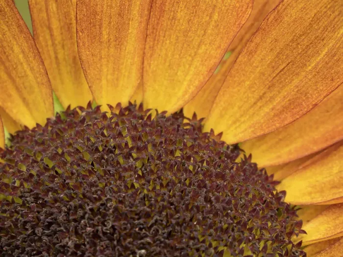 Framed Print : Usa, Washington State, Bellevue. Common sunflower close-up