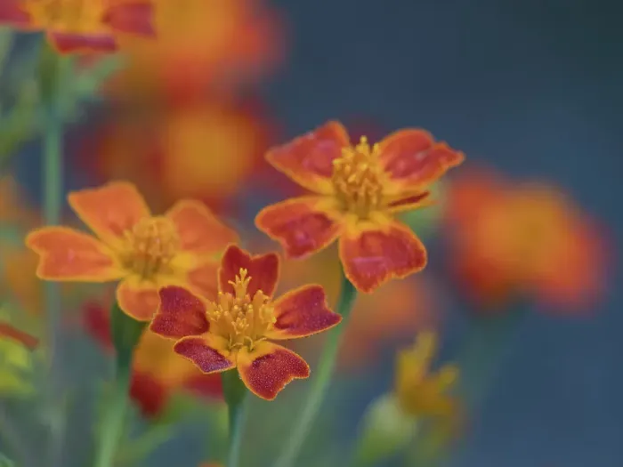 Framed Print : Usa, Washington State, Bellevue. Orange Mexican marigold flowers close-up Framed Print : Usa, Washington State, Bellevue. Orange Mexican marigold flowers close-up
