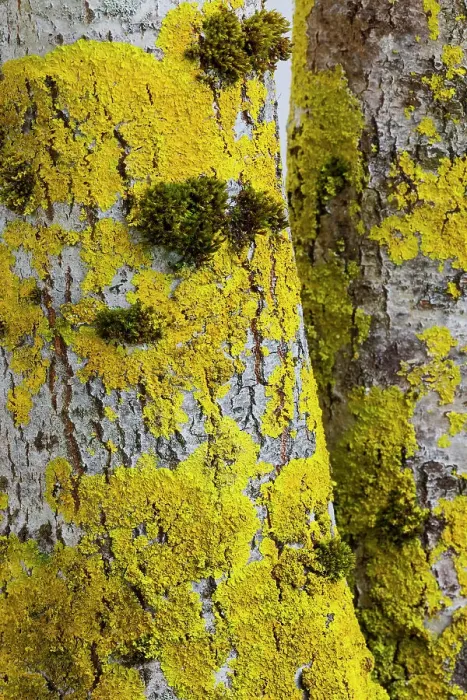Framed Print : USA, Washington State, Bellevue. Birch trees white bark covered with golden lichen Framed Print : USA, Washington State, Bellevue. Birch trees white bark covered with golden lichen