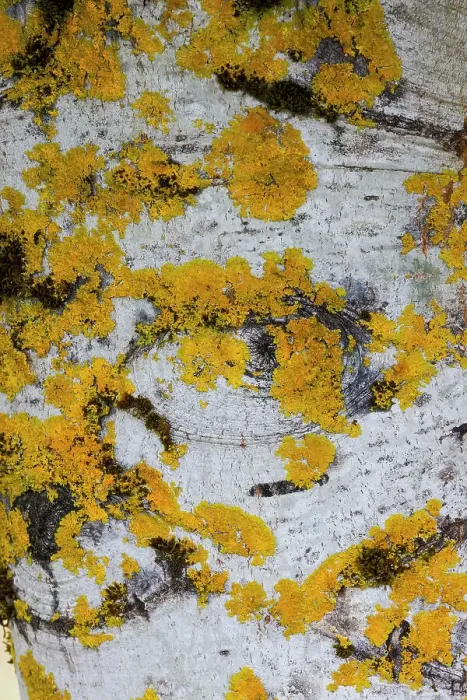 Framed Print : USA, Washington State, Bellevue. Birch trees white bark covered with golden lichen Framed Print : USA, Washington State, Bellevue. Birch trees white bark covered with golden lichen