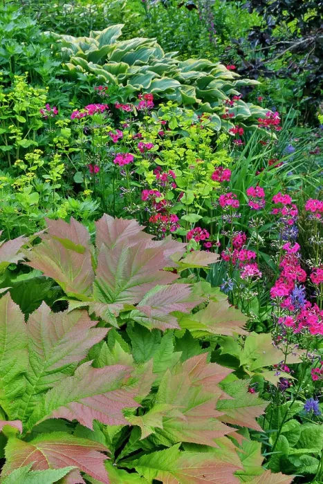 Framed Print : USA, Washington State, Bellevue. Bellevue Botanical Garden, hosta and pink perennial primrose