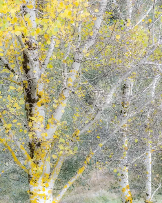 Framed Print : USA, Washington State, Bellevue birch trees with golden fall colors Framed Print : USA, Washington State, Bellevue birch trees with golden fall colors