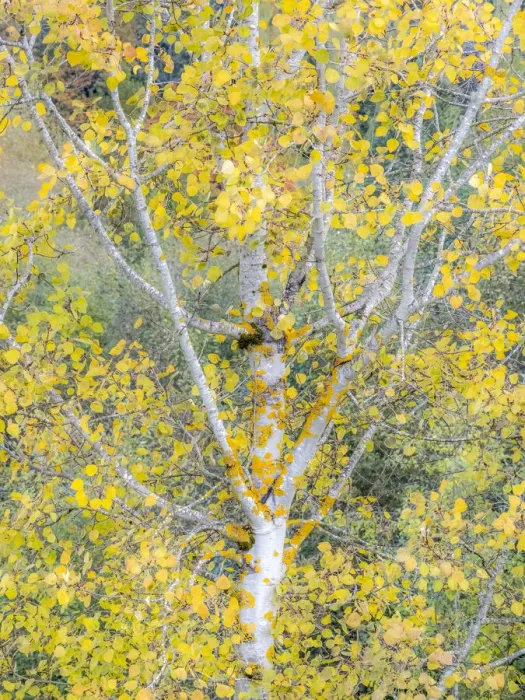 Framed Print : USA, Washington State, Bellevue birch trees with golden fall colors Framed Print : USA, Washington State, Bellevue birch trees with golden fall colors