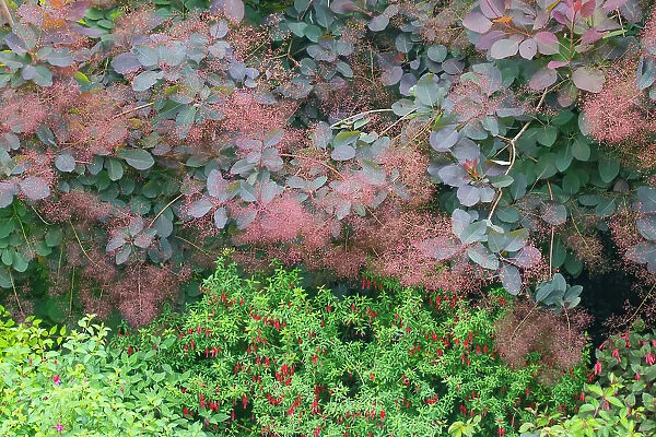 USA, Washington State. Bellevue Botanical garden smoke bush and fuchsia in bloom