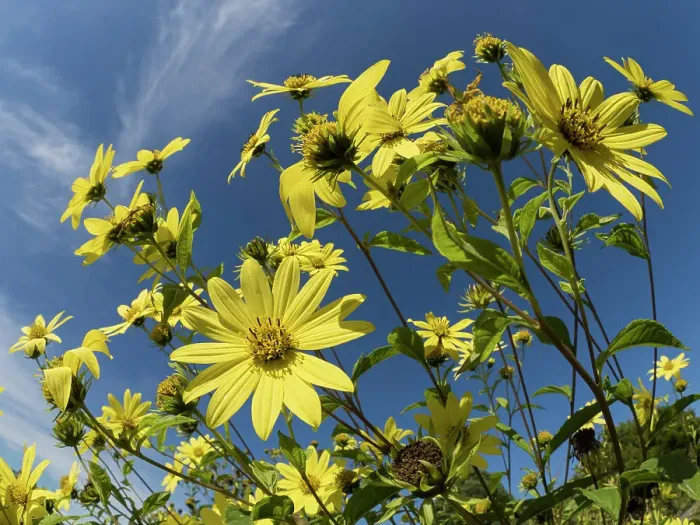 Framed Print : Usa, Washington State, Bellevue. Giant sunflowers