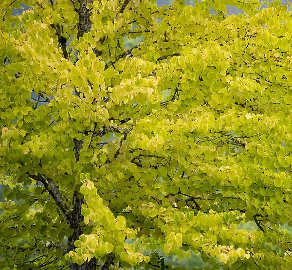 USA, Washington State, Bellevue Ginkgo Tree in Autumn colors