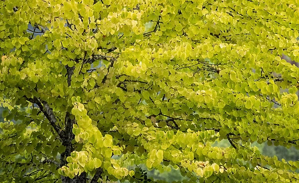 USA, Washington State, Bellevue Ginkgo Tree in Autumn colors