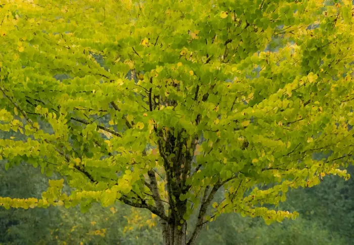 Framed Print : USA, Washington State, Bellevue Ginkgo Tree in Autumn colors Framed Print : USA, Washington State, Bellevue Ginkgo Tree in Autumn colors