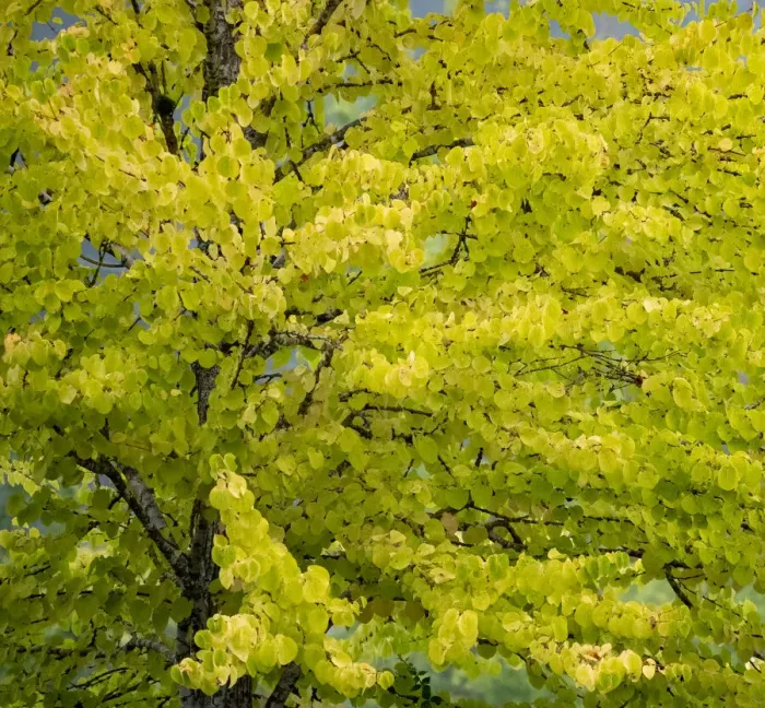 Framed Print : USA, Washington State, Bellevue Ginkgo Tree in Autumn colors Framed Print : USA, Washington State, Bellevue Ginkgo Tree in Autumn colors