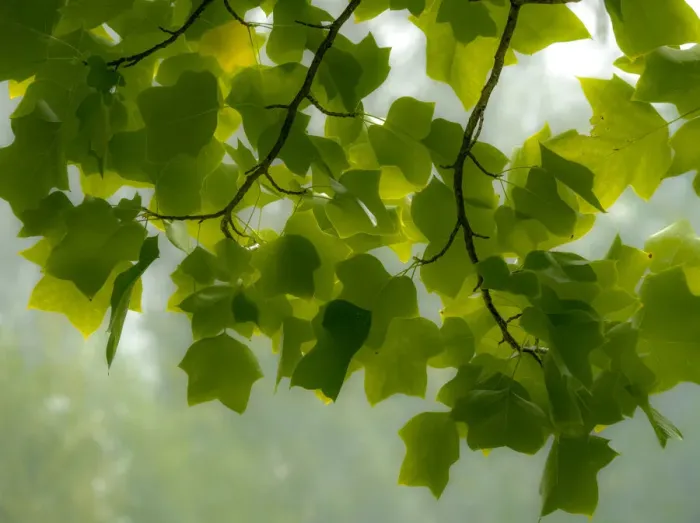 Framed Print : USA, Washington State, Bellevue Ginkgo Tree green leaves Framed Print : USA, Washington State, Bellevue Ginkgo Tree green leaves