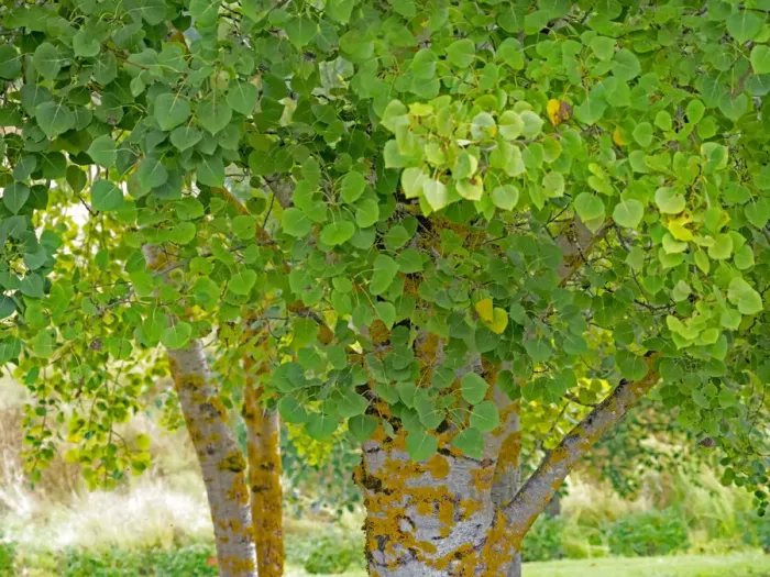 Framed Print : USA, Washington State, Bellevue Ginkgo Tree green leaves Framed Print : USA, Washington State, Bellevue Ginkgo Tree green leaves