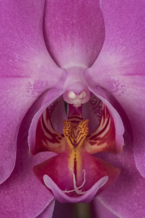 Framed Print : USA, Washington State, Bellingham. Close-up of phalaenopsis orchid