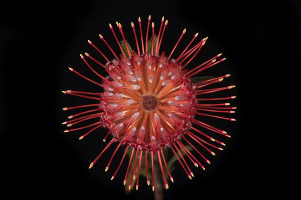 USA, Washington State, Bellingham. Close-up of protea flower