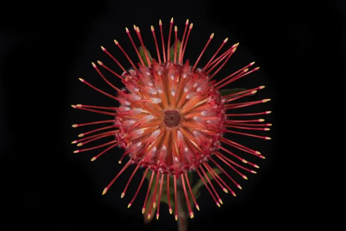 Framed Print : USA, Washington State, Bellingham. Close-up of protea flower